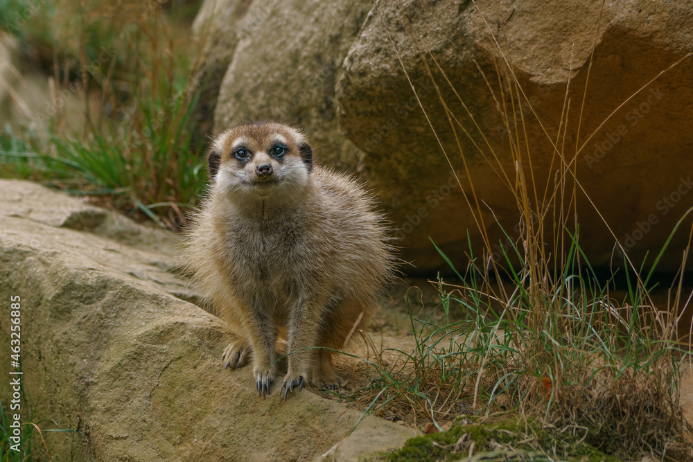 Fototapeta premium Young meerkat siting on the rock