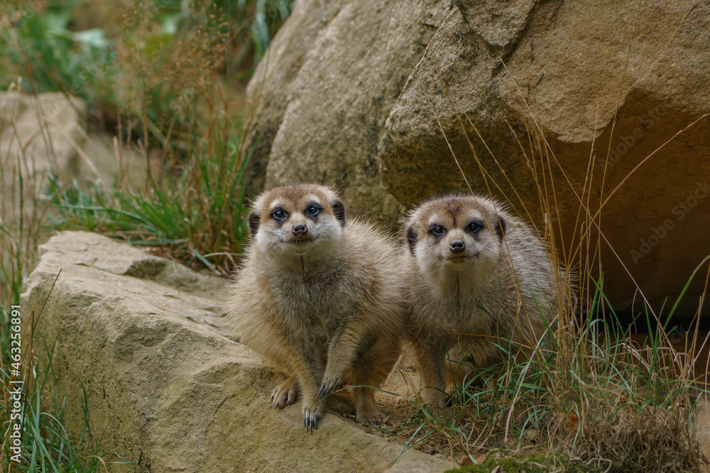 Fototapeta premium Two young meerkat siting on the rock