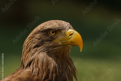 White-tailed eagle portrait - head and beak