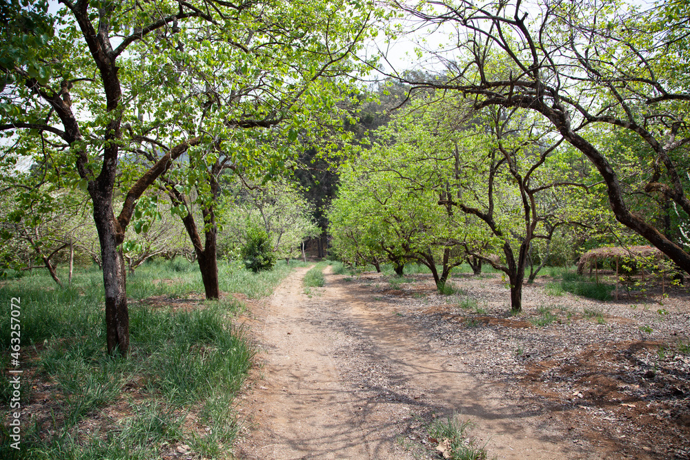 peaches trees at an orchard in spring season. peaches trees at an orchard in spring season.