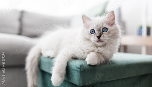Fotografie, Obraz Piccolo gatto bianco occhi azzurri sul divano