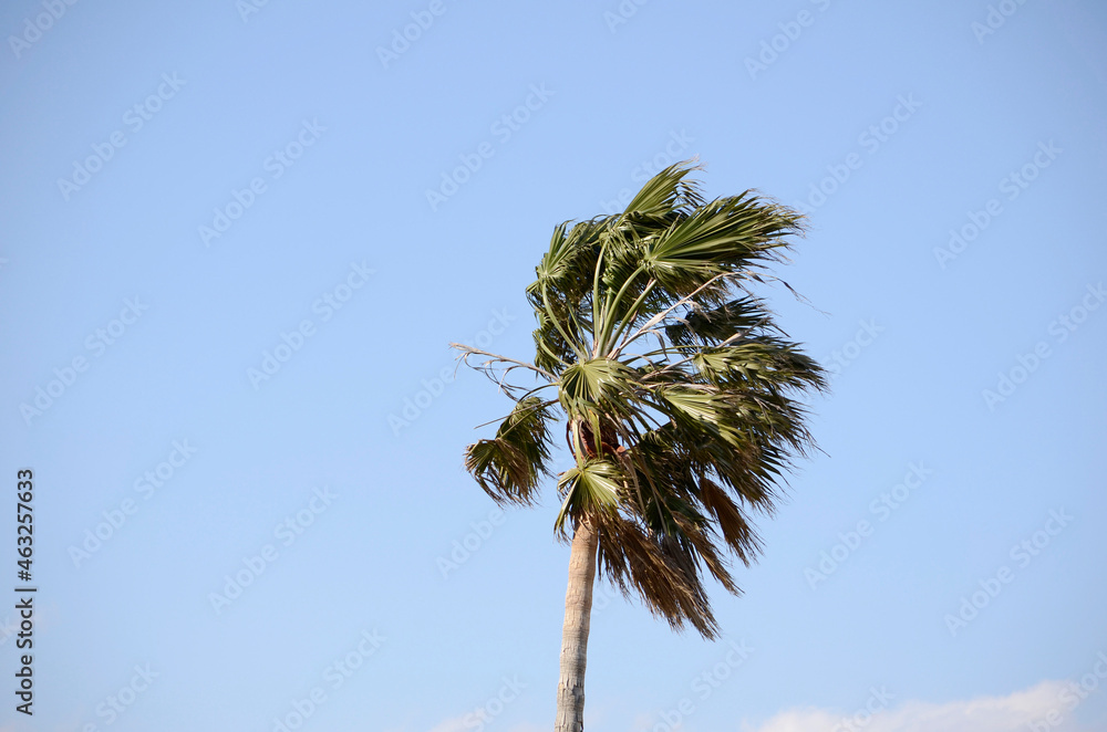 Fototapeta premium 青空と椰子