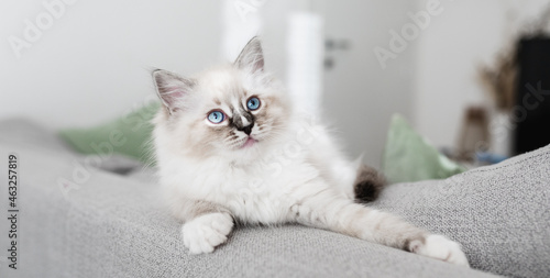 Fotografía White ragdoll puppy on the sofa