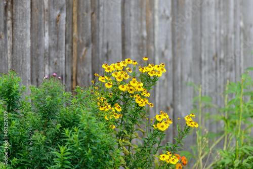Flowers and old wooden wall on background