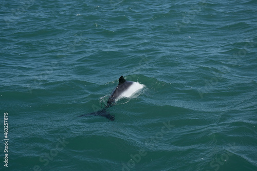 Commerson dolphin swimming  Patagonia   Argentina.