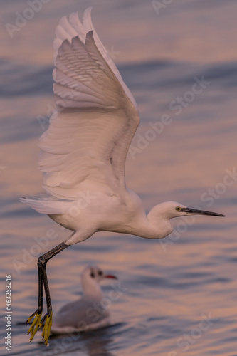 envol d'aigrette photo