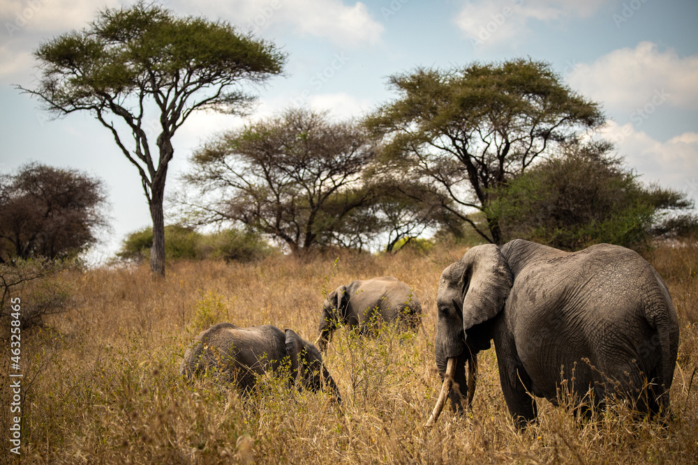 Naklejka premium PARC TARANGIRE ELEPHANTS