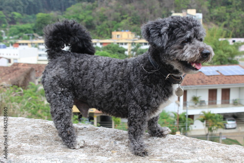 CÃO CACHORRO DOG 