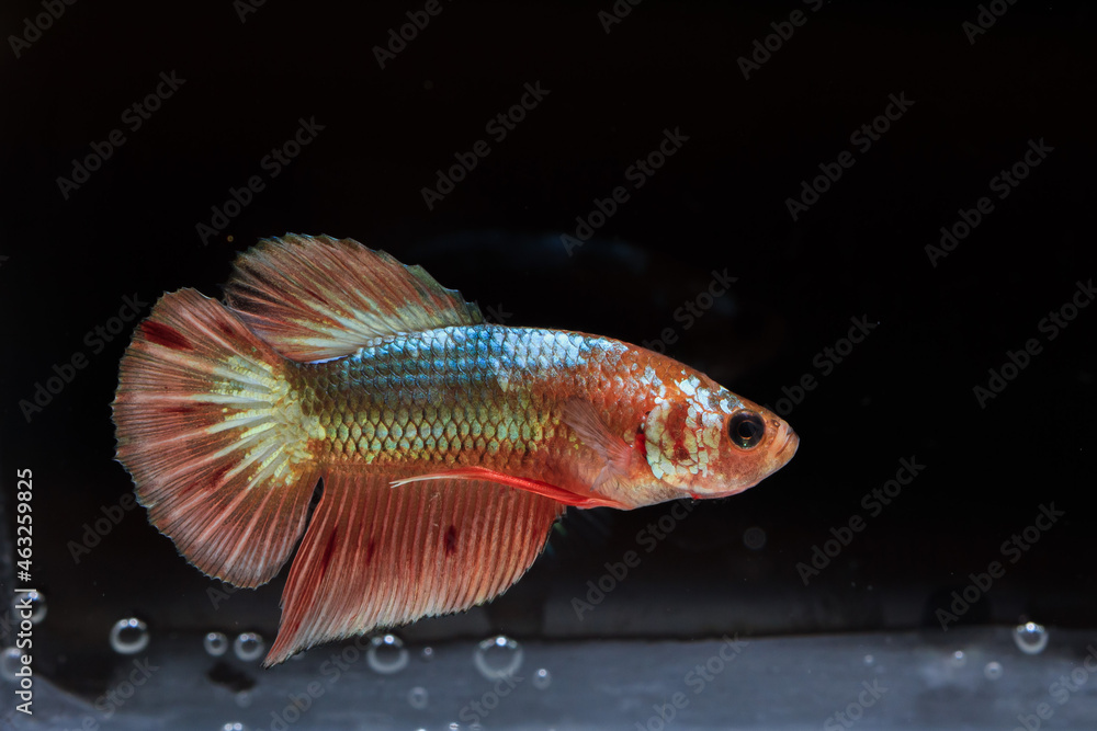 Betta fish, Siamese fighting fish, dancing and isolated in a small aquarium Betta fish, Siamese fighting fish, dancing and isolated in a small aquarium