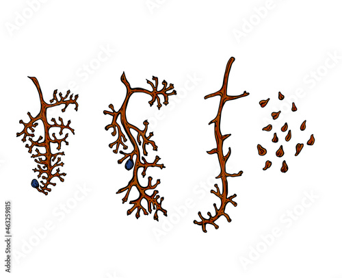 Empty vine branches isolated on a white background. Remains of grapes. Hand-drawn illustration.