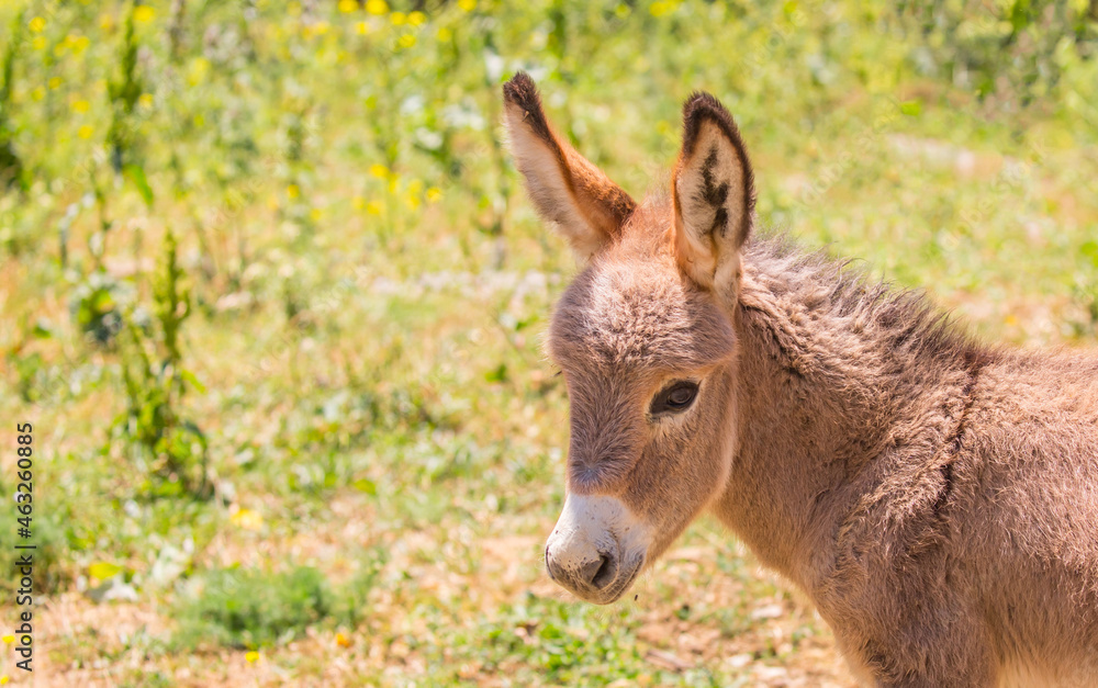 Donkey in a field in a pasture. A family of donkeys with a small foal. Animal husbandry in asia, farming.