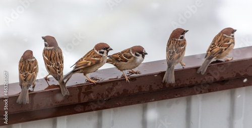 A flock of sparrows on metal fence.