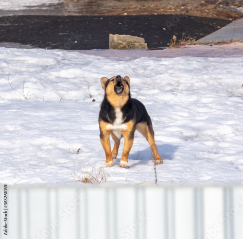 The dog barks in the snow © schankz