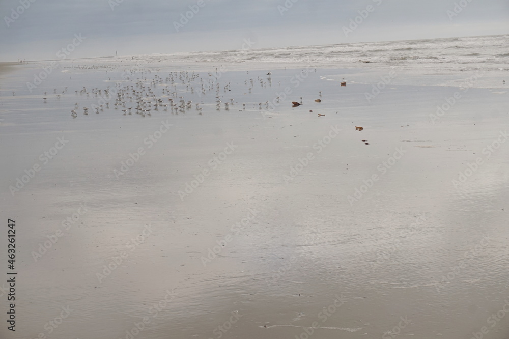 Flock of Tern Birds at Oceans Edge on Sandy Beach in Morning Flock of Tern Birds at Oceans Edge on Sandy Beach in Morning