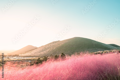 해질녘에 핑크뮬리 밭 뒤로 아름다운 오름이 보인다.  photo