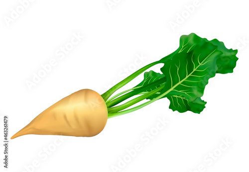 Sugar beet isolated on white background. White beet. Vector illustration.