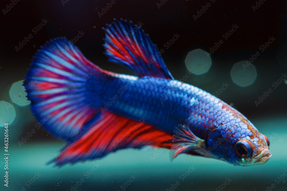 Fototapeta premium Betta fish, Siamese fighting fish, dancing and isolated in a small aquarium