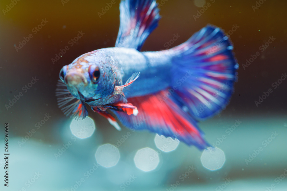 Fototapeta premium Betta fish, Siamese fighting fish, dancing and isolated in a small aquarium