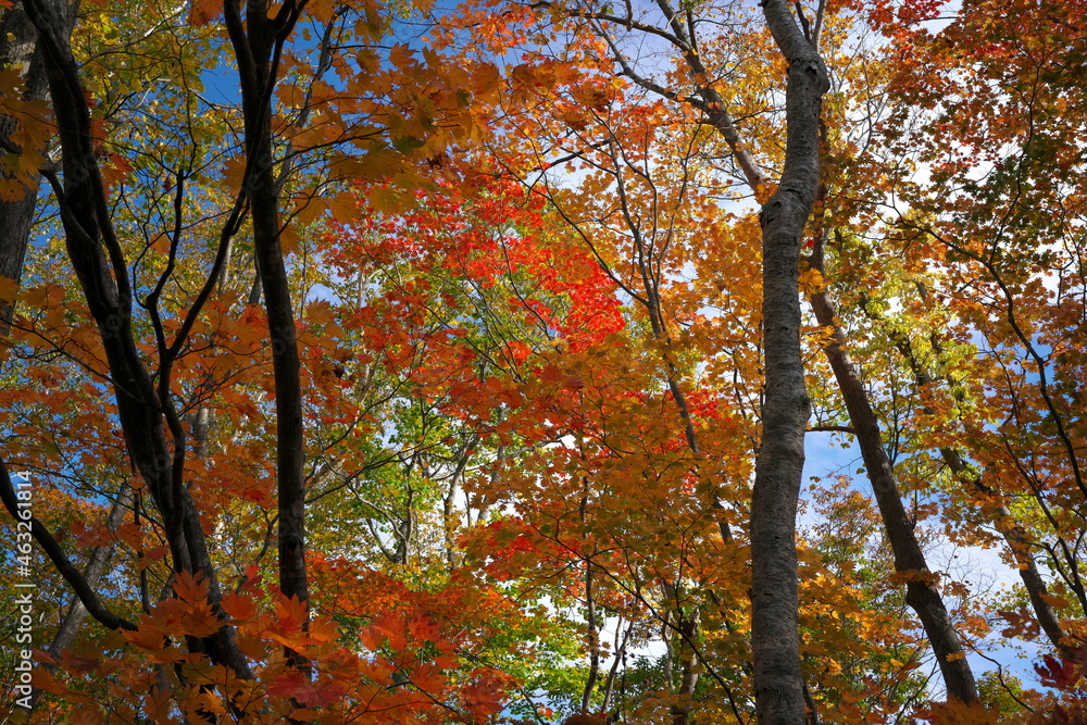 紅葉した林 紅葉した林