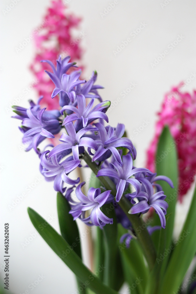 Fototapeta premium Purple hyacinths on a white background, vertical orientation with a place for an inscription. Selective focus.