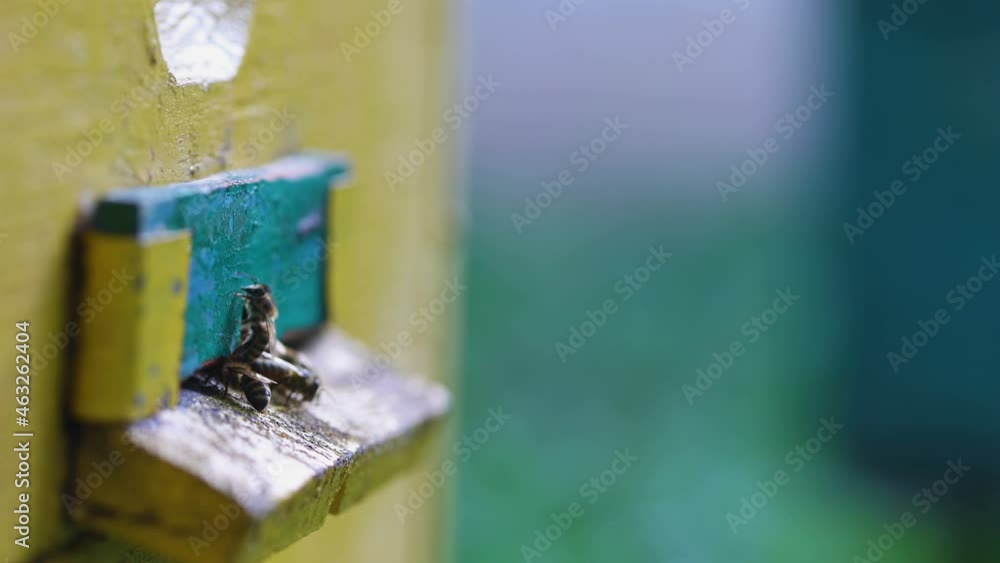 bees flying in and out beehive close up view
bees flying in and out beehive close up view