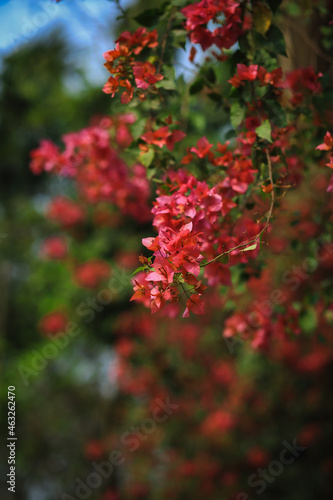 Paper flowers of winter