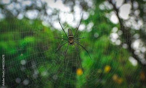 Spider and its net