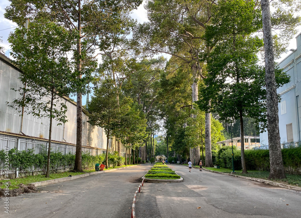 Road with many trees in downtown Saigon, Vietnam Road with many trees in downtown Saigon, Vietnam