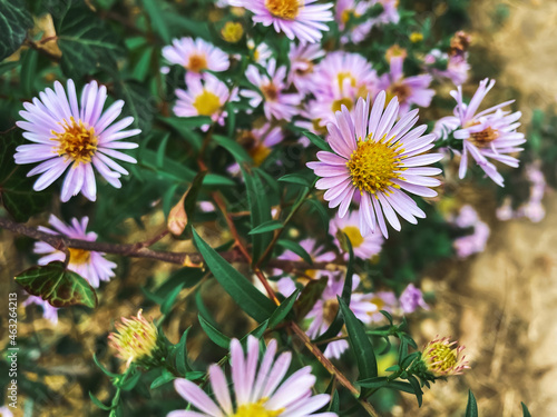 flowers in the garden