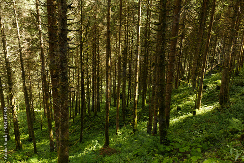Fototapeta Naklejka Na Ścianę i Meble -  Close shot of a forest with trees whose branches are trimmed near Krimml Waterfalls (Krimml Wasserfälle), Austria