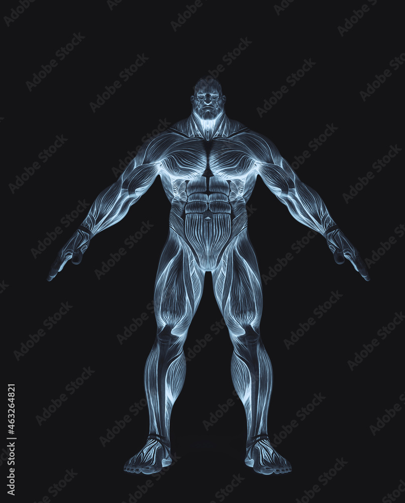 bodybuilder muscle maps in white background bodybuilder muscle maps in white background
