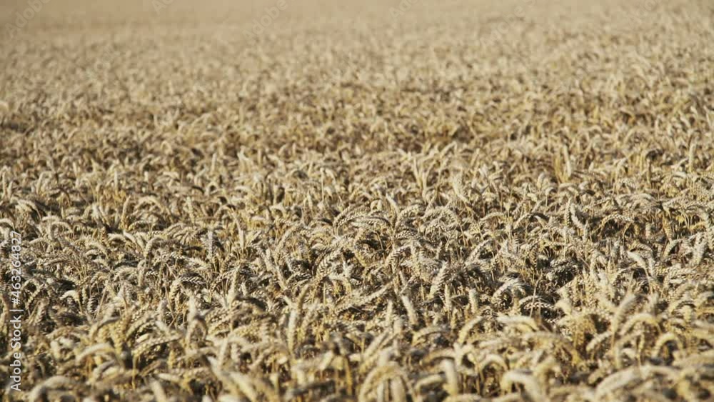 Wheat Field Wheat Field