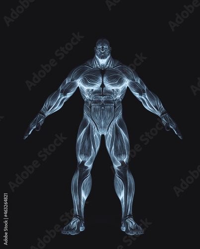 bodybuilder muscle maps in white background