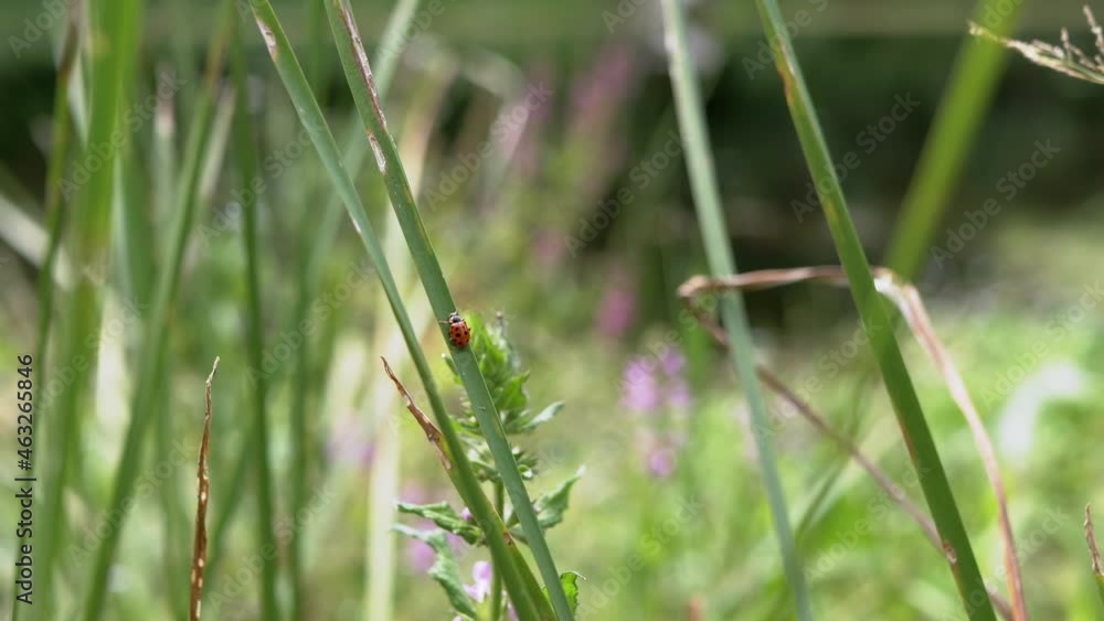 Small Red Ladybug Crawls along a Green Thin Blade of Grass Towards the Sun. An insect with specks on its back sways on a grass stalk from the wind on background nature. Summertime. Wildlife. Close up. Small Red Ladybug Crawls along a Green Thin Blade of Grass Towards the Sun. An insect with specks on its back sways on a grass stalk from the wind on background nature. Summertime. Wildlife. Close up.