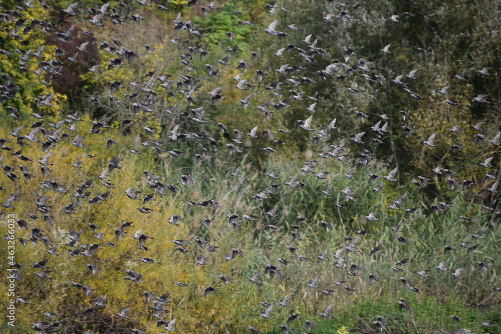 Swarm of Starlings in Autumn Swarm of Starlings in Autumn