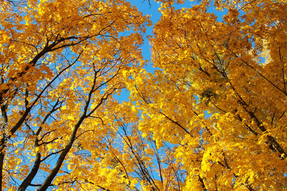 tree crowns in golden leaves against a blue sky tree crowns in golden leaves against a blue sky