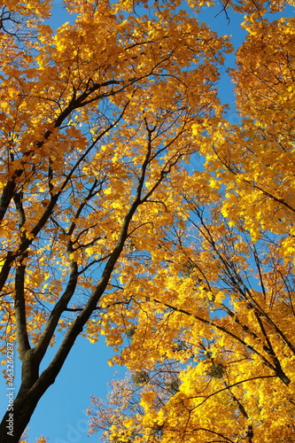 Bright, colorful leaves in the park. Trees in golden autumn decorations against a blue sky
