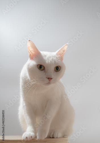 白猫のポートレート グレー背景