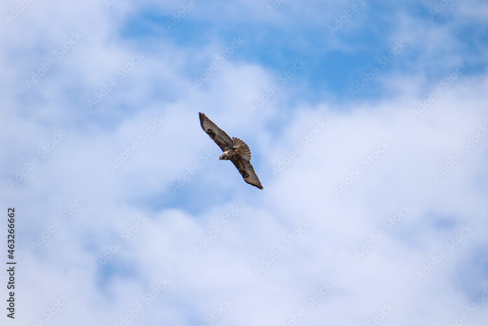 A Common or Eurasian Buzzard (Buteo buteo) in flight against a clear blue sky A Common or Eurasian Buzzard (Buteo buteo) in flight against a clear blue sky