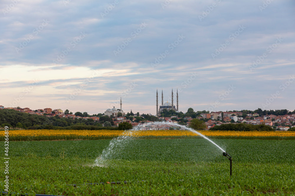 farmer is watering the sunflowers in her field, in the background selimiye mosque, edirne