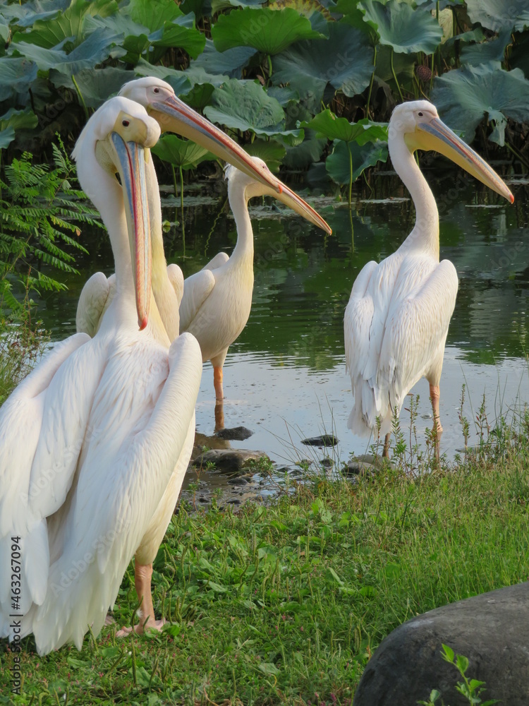 Obraz premium モモイロペリカン