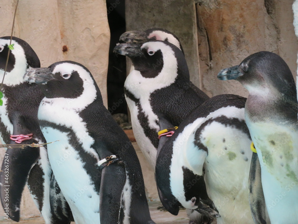 Naklejka premium ケープペンギン 群れ