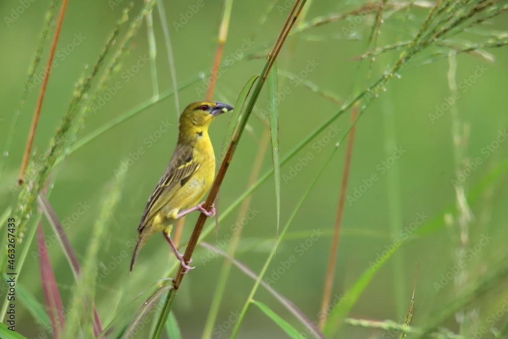 yellow wagtail on a branch yellow wagtail on a branch