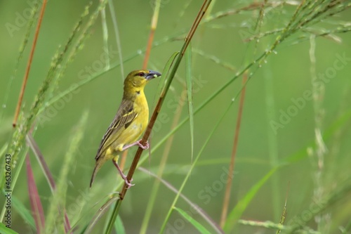 yellow wagtail on a branch photo