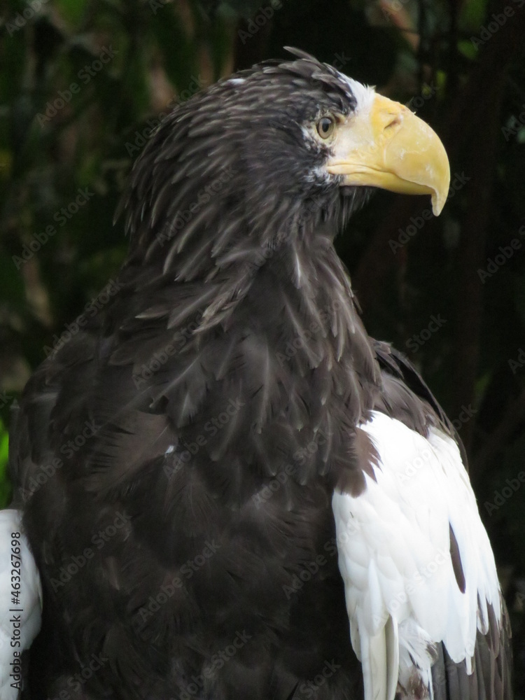 Obraz premium オオワシ