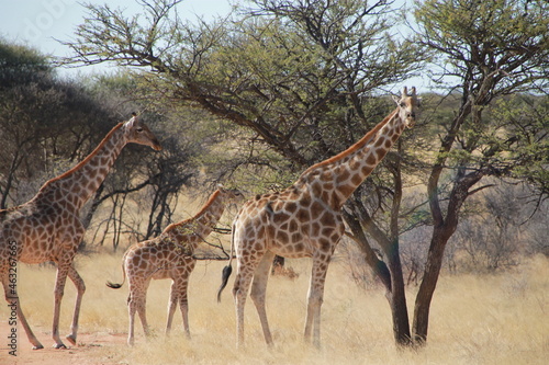 giraffe in the savannah