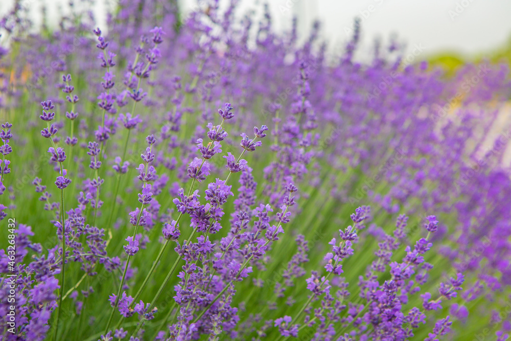 Naklejka premium lavender field region