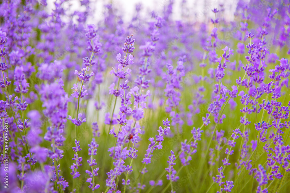Fototapeta premium field of lavender