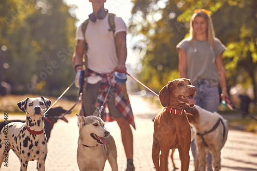 Photography A bunch of dogs on the leash in the park with dog walkers