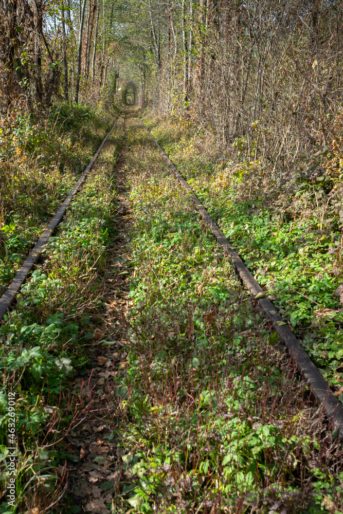 Tunnel of love. Arch of trees. Natural landmark of Ukraine. A resting place for lovers. Romantic location. Wedding photo session. Railroad in the autumn landscape. Fabulous landscape. Tunnel of love. Arch of trees. Natural landmark of Ukraine. A resting place for lovers. Romantic location. Wedding photo session. Railroad in the autumn landscape. Fabulous landscape.